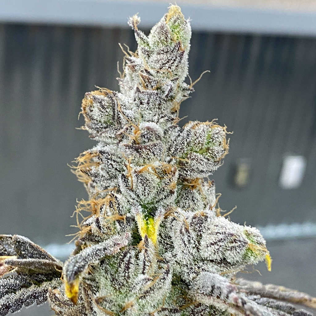 UFO Genetics – Pink Stuff W/Freebie