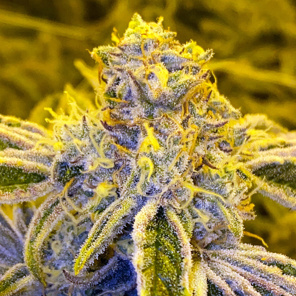 Dingleberry Kush (South Bay Genetics) :: Cannabis Strain Info