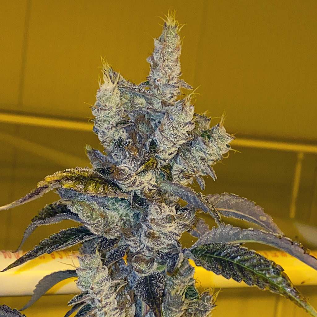 Dingleberry Kush (South Bay Genetics) :: Cannabis Strain Info