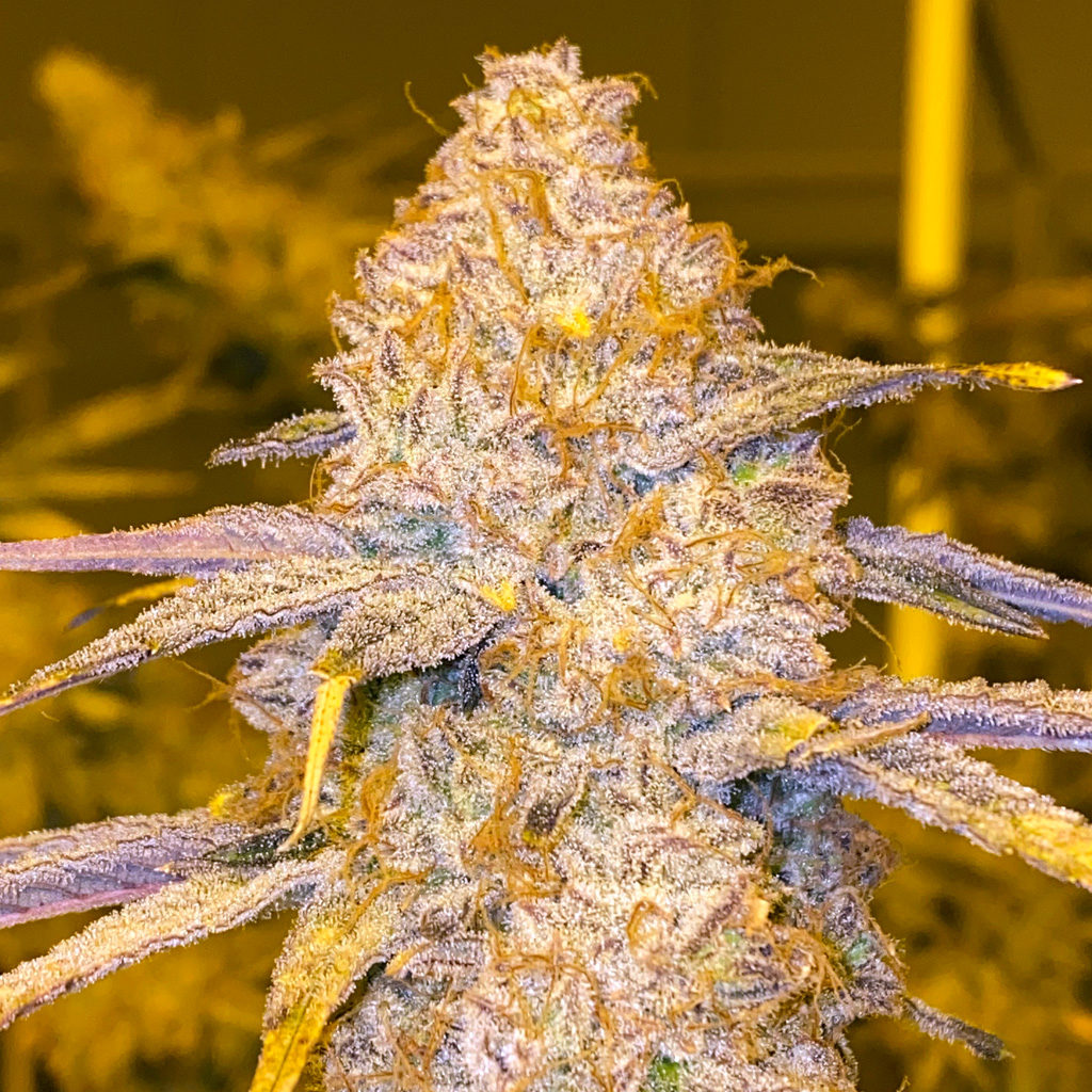 Dingleberry Kush (South Bay Genetics) :: Cannabis Strain Info