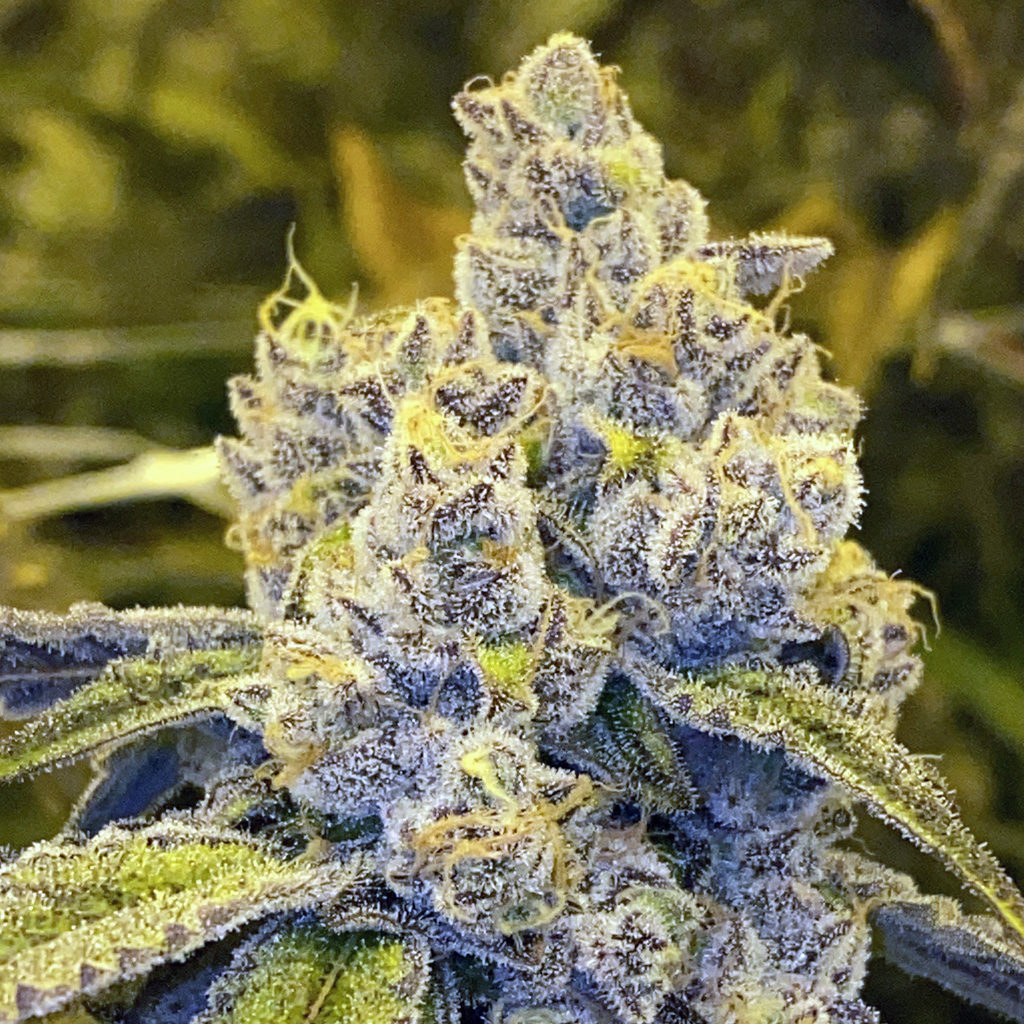 Cookie Butter Breath