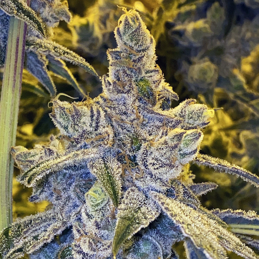 Dingleberry Kush (South Bay Genetics) :: Cannabis Strain Info