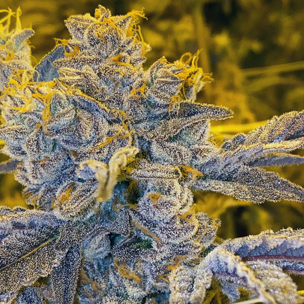 Dingleberry Kush (South Bay Genetics) :: Cannabis Strain Info