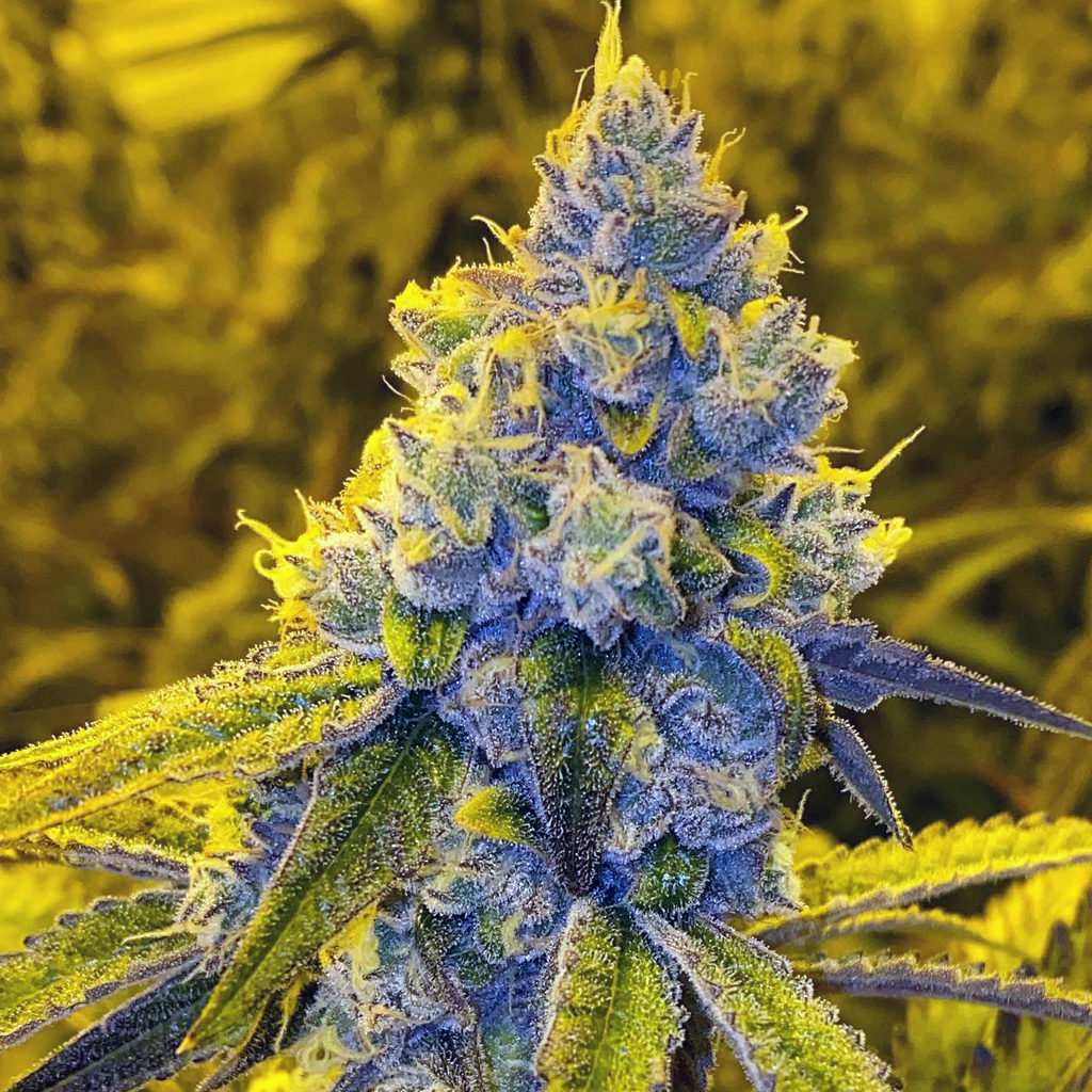 Dingleberry Kush (South Bay Genetics) :: Cannabis Strain Info