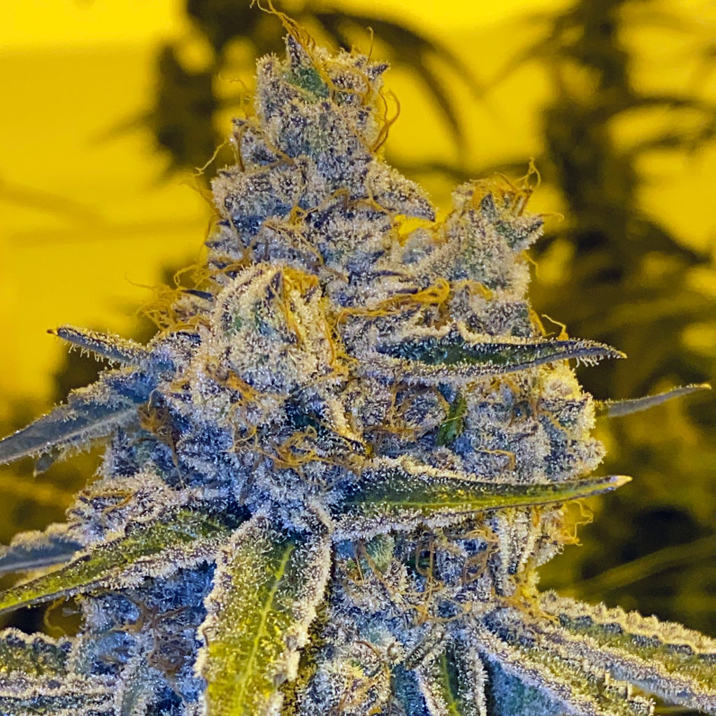 Dingleberry Kush (South Bay Genetics) :: Cannabis Strain Info