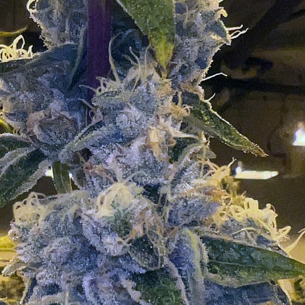 Dingleberry Kush (South Bay Genetics) :: Cannabis Strain Info